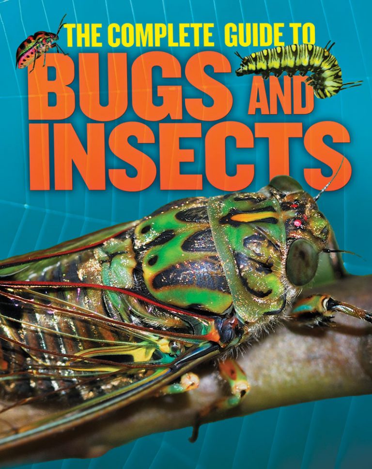 The Complete Guide To Bugs And Insects Banana Bear Books Design and